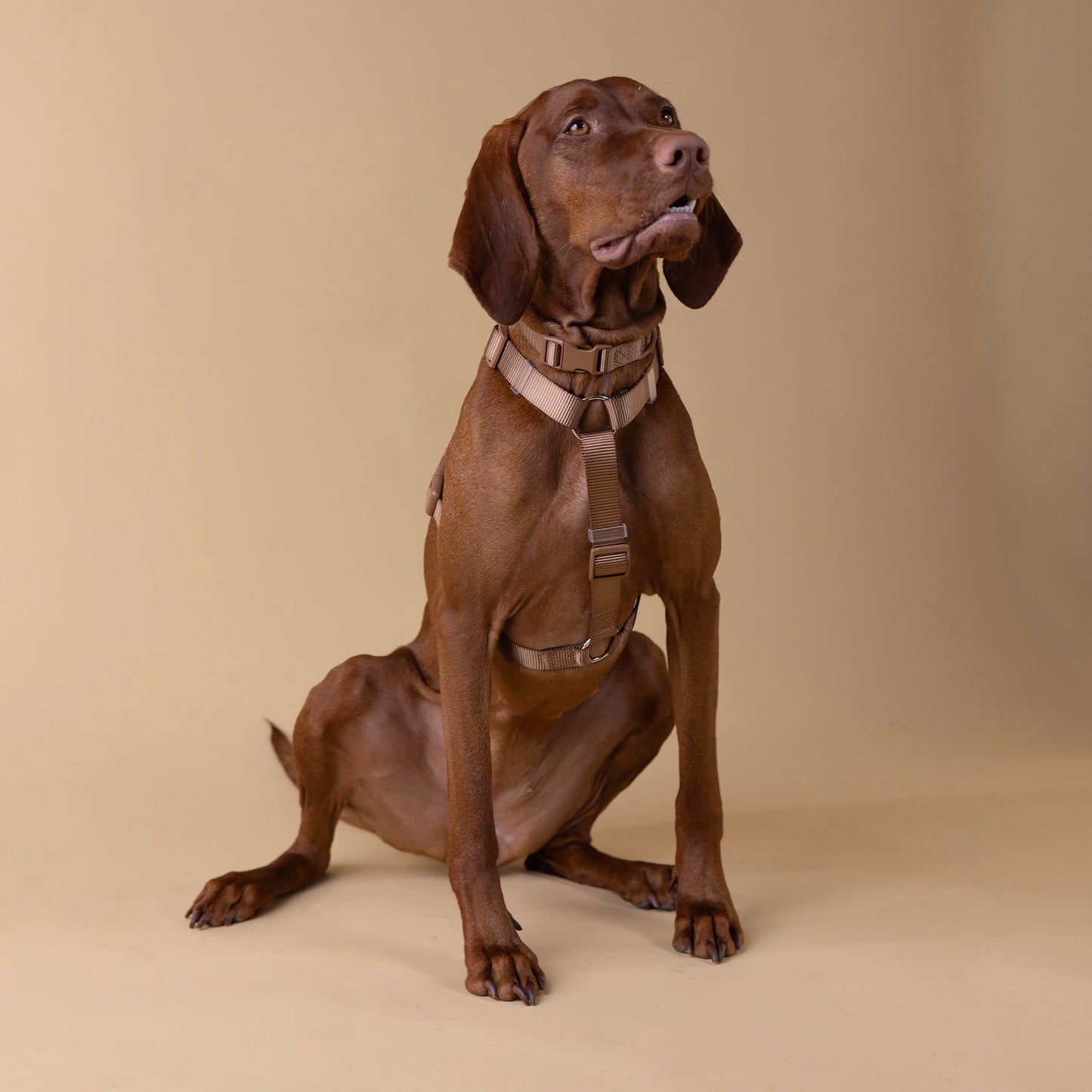 The Woof Walk Kit