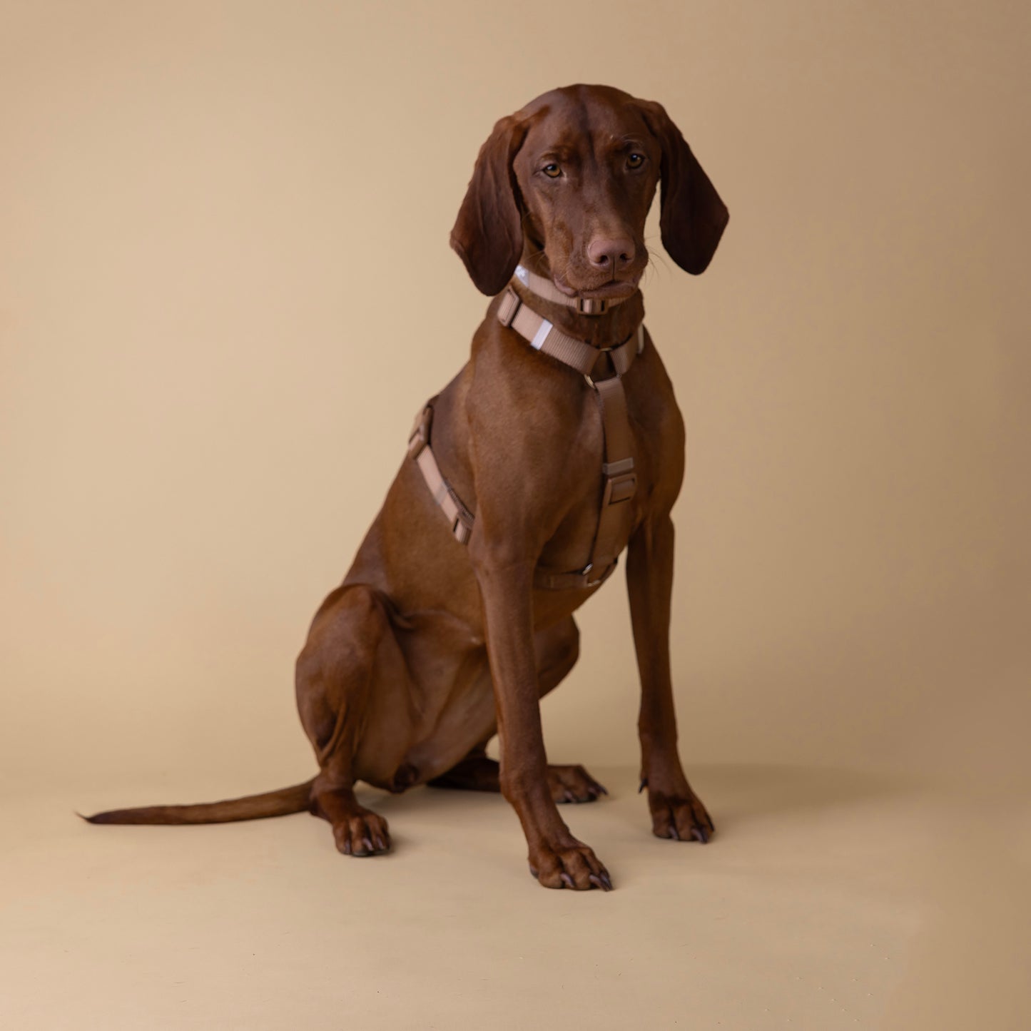 The Woof Kit BROWN