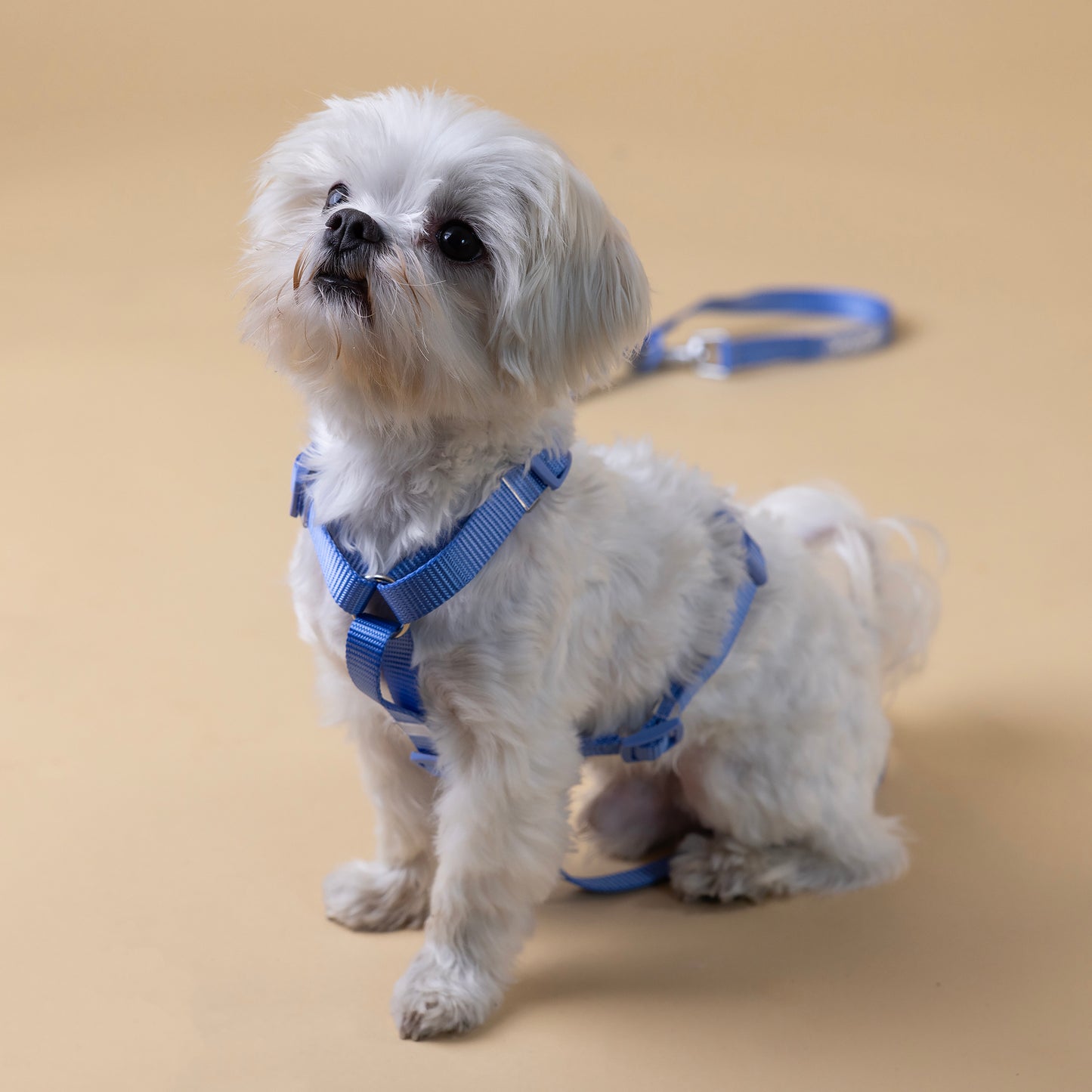 The Woof Kit BLUE