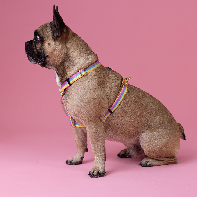 Rainbow - Walk Kit