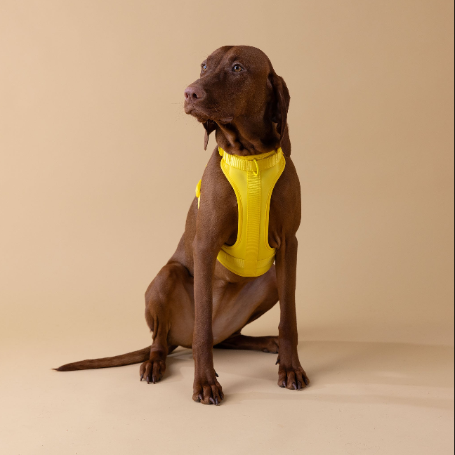 The Original Walk-Kit