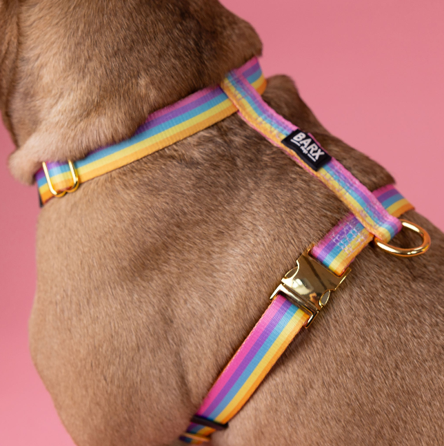 Rainbow - Walk Kit