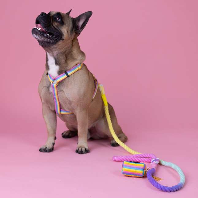 Rainbow - Walk Kit
