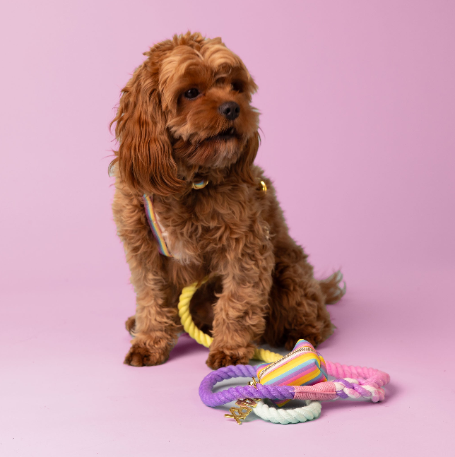 Rainbow - Walk Kit