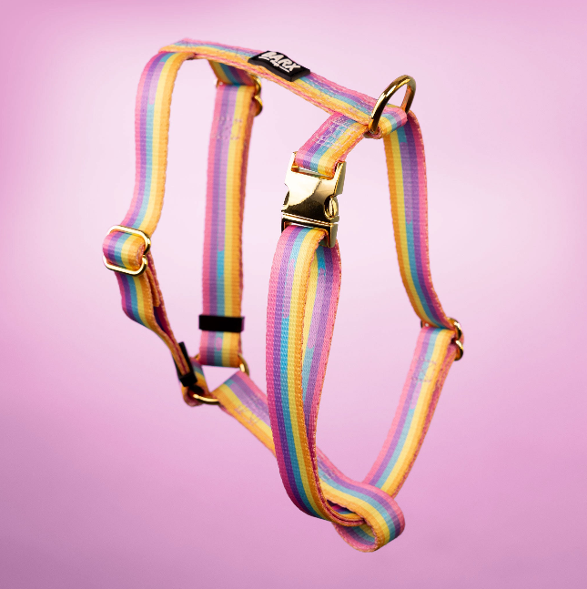 Rainbow - Walk Kit