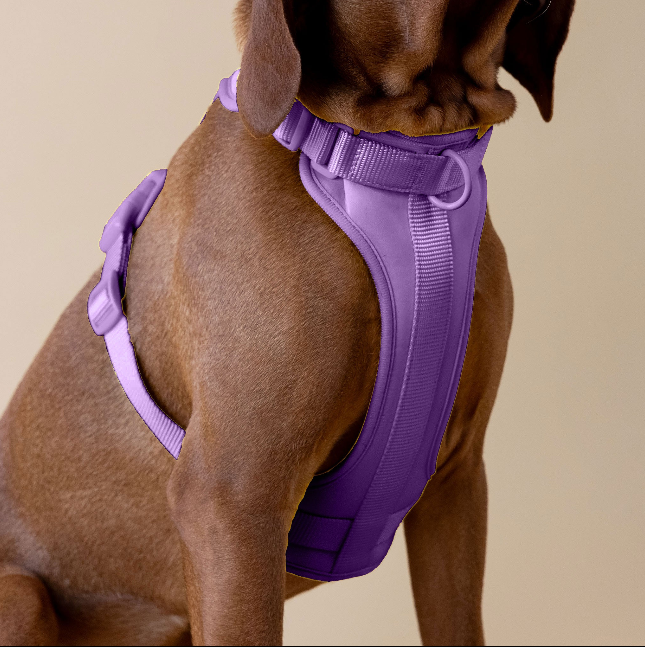 The Original Walk-Kit