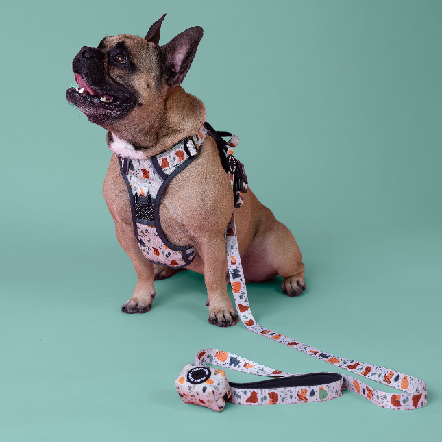 Explore Walk-Kit
