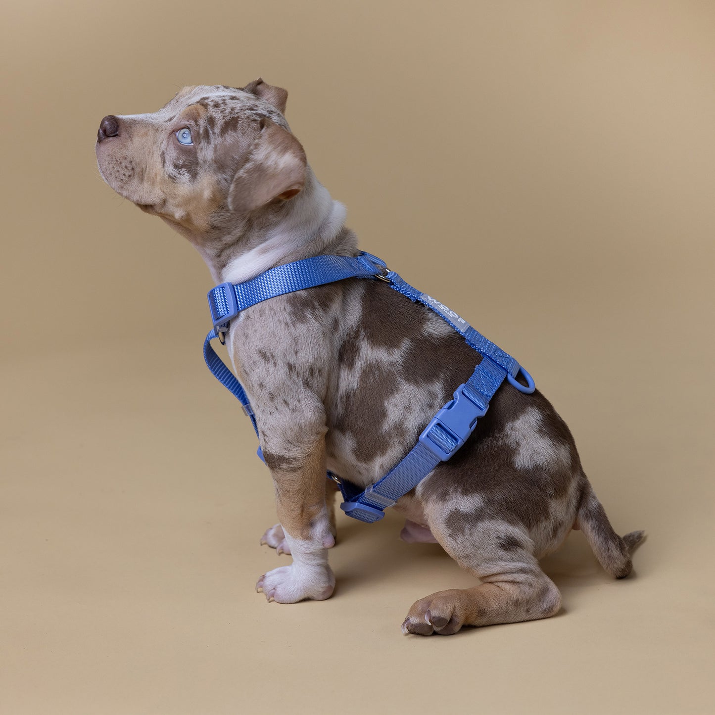 The Woof Walk Kit