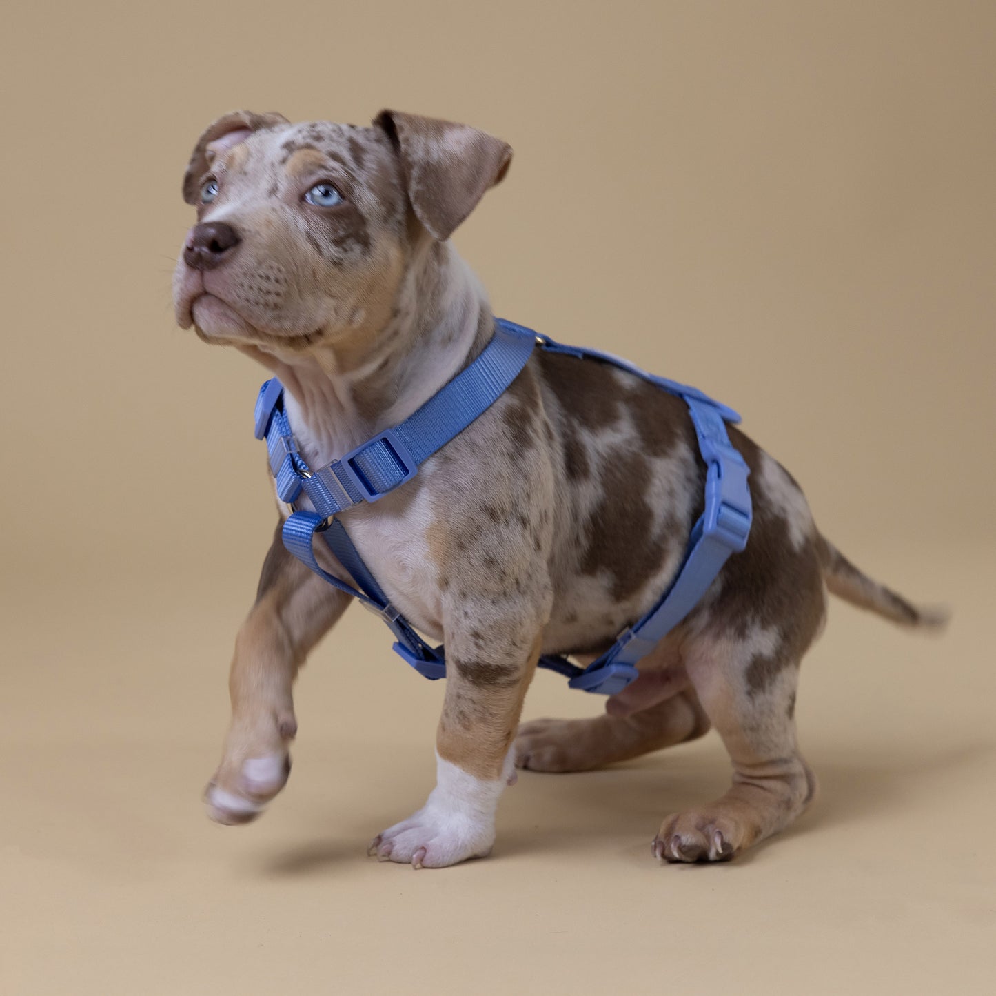 The Woof Kit BLUE