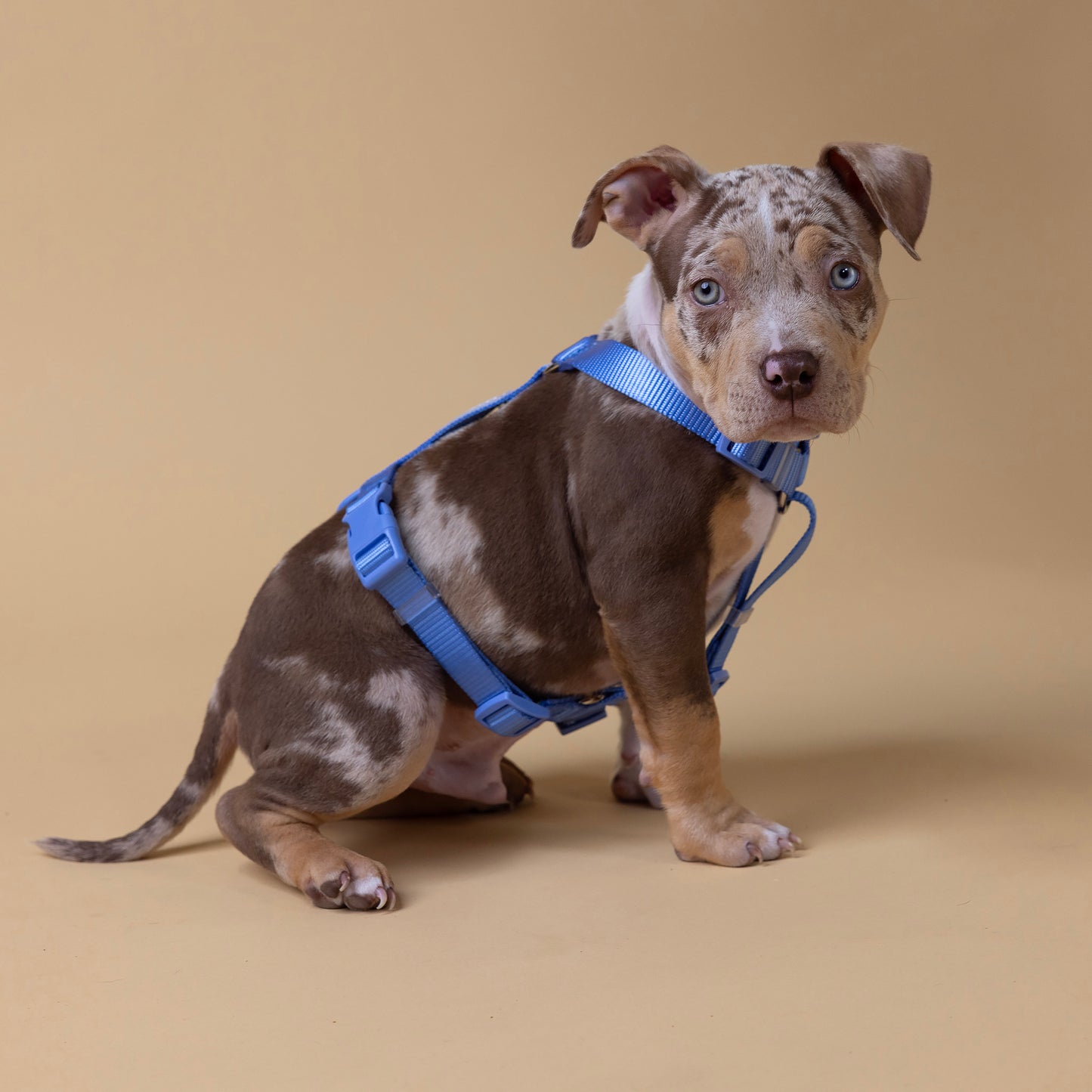 The Woof Walk Kit