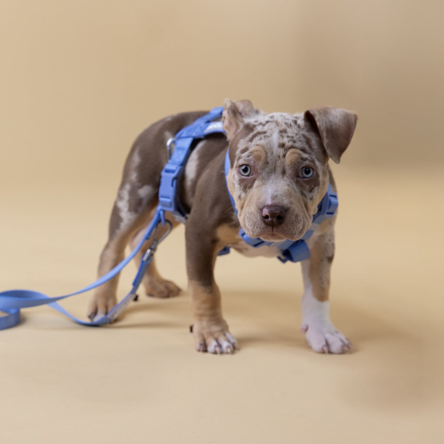 The Woof Walk Kit