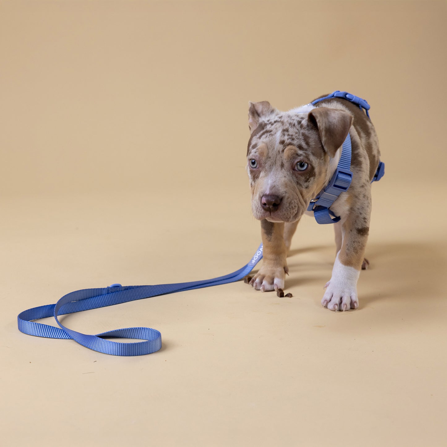 The Woof Kit BLUE