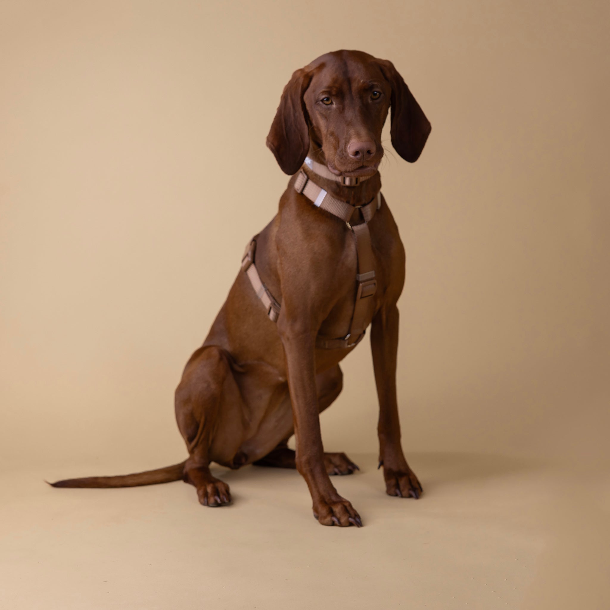 🌴 Dog-Friendly Spots in the UAE