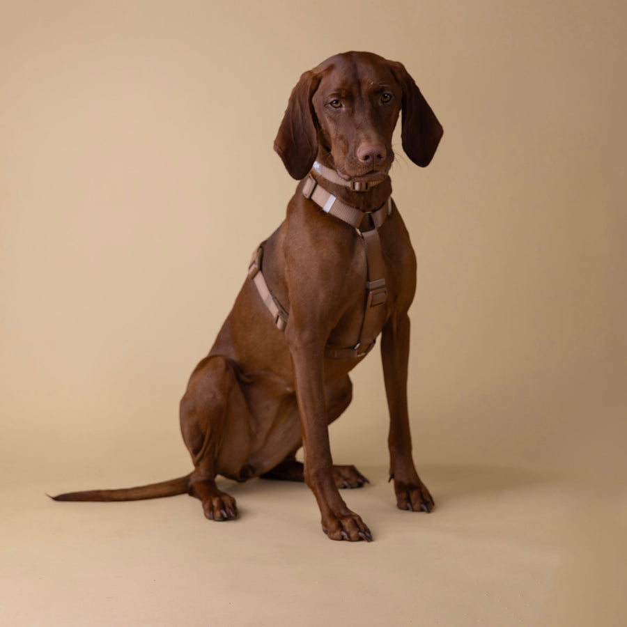 🌴 Dog-Friendly Spots in the UAE