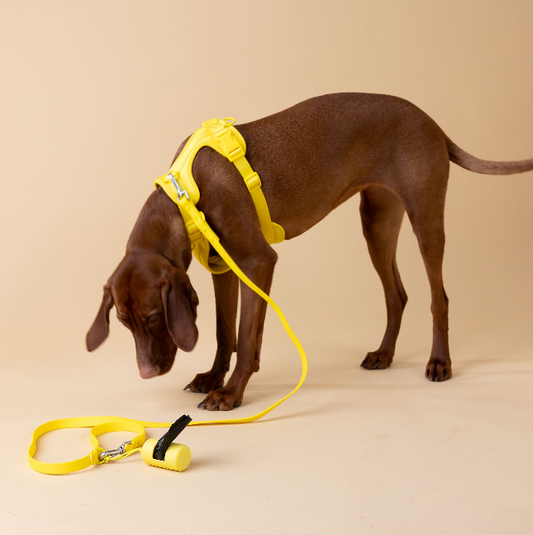 🍖 Feeding Your Dog Right in the UAE Heat – Nutrition & Digestion Tips