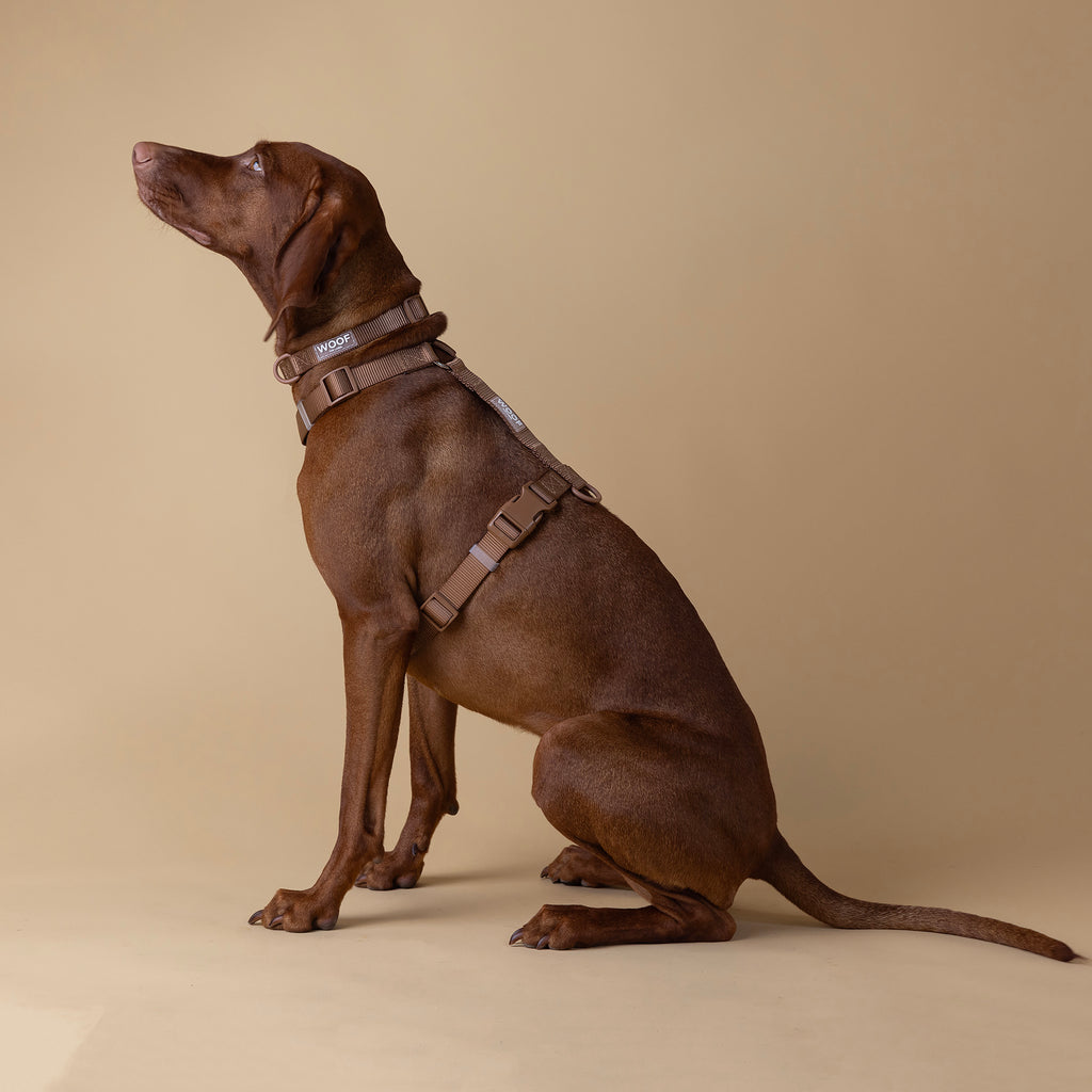 The Woof Walk Kit | 4 pieces in one