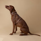 The Woof Walk Kit | 4 pieces in one