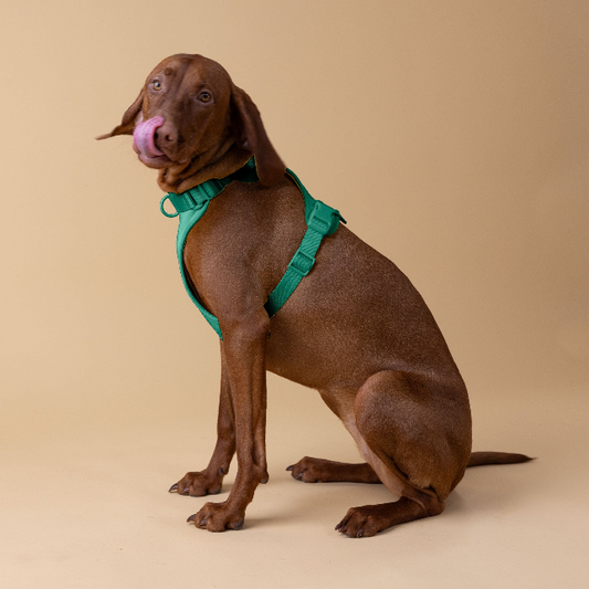The Original Walk-Kit GREEN
