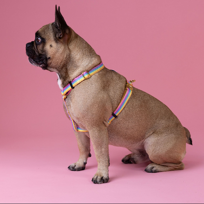 Rainbow - Walk Kit