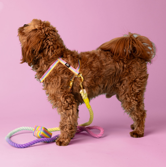 Rainbow - Walk Kit