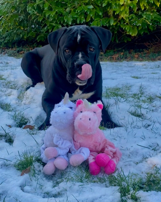 Unicorn Toy