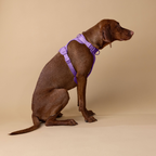 The Original Walk-Kit