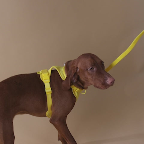 The Original Walk-Kit