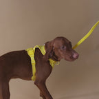 The Original Walk-Kit
