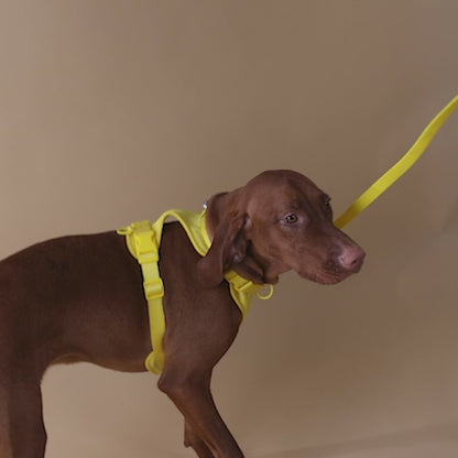 The Original Walk-Kit