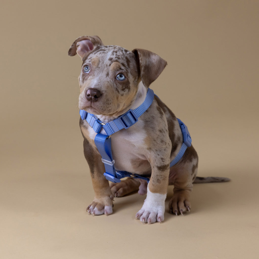 The Woof Walk Kit | 4 pieces in one
