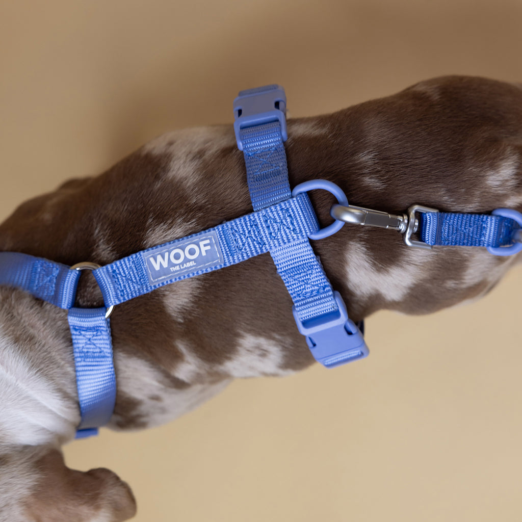 The Woof Walk Kit | 4 pieces in one